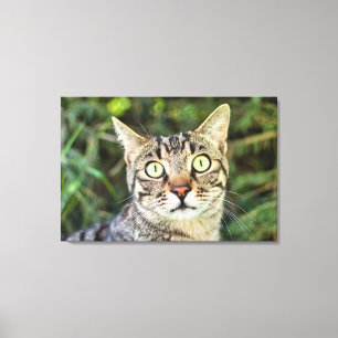 Beautiful green-eyed grey tabby cat close-up canvas print