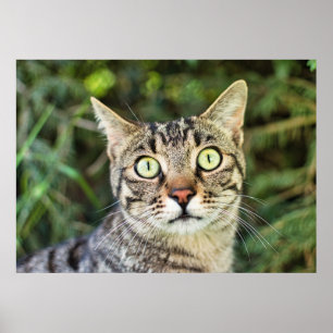 Beautiful green-eyed grey tabby cat close-up poster