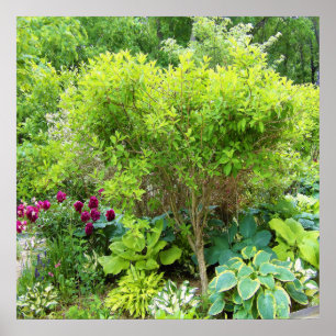 Beautiful Green Garden Landscape with Hostas Poster