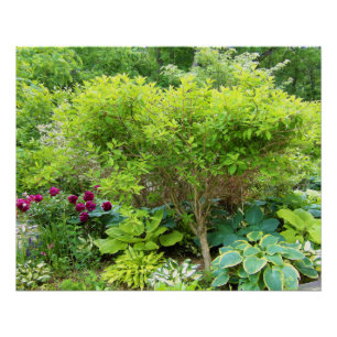 Beautiful Green Garden Landscape with Hostas Poster