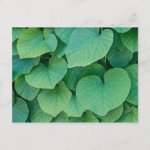Beautiful green heart-shaped leaves nature photo postcard