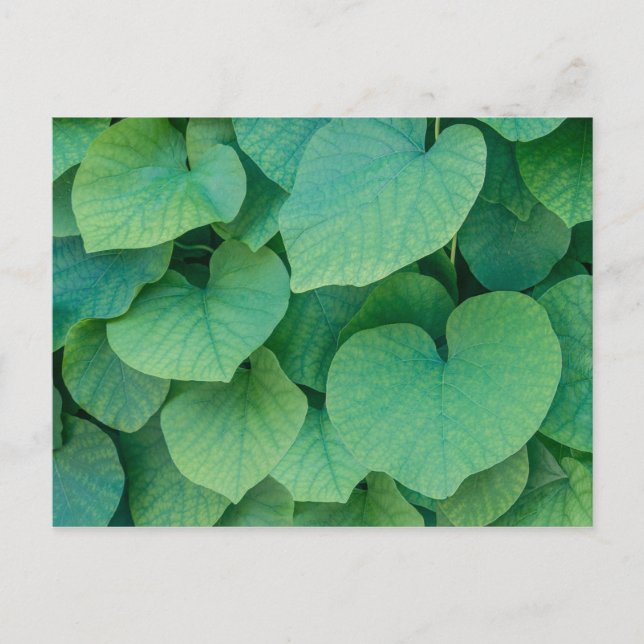 Beautiful green heart-shaped leaves nature photo postcard (Front)
