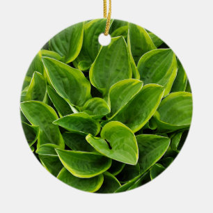 Beautiful green hosta plant ceramic tree decoration