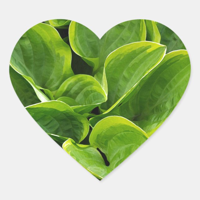 Beautiful green hosta plant heart sticker (Front)