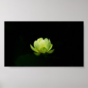 Beautiful Green Lotus,Lake,Zen  Poster