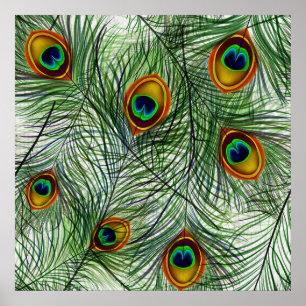 Beautiful Green Peacock Feather Poster