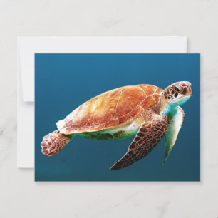 Beautiful Green Sea Turtle Card