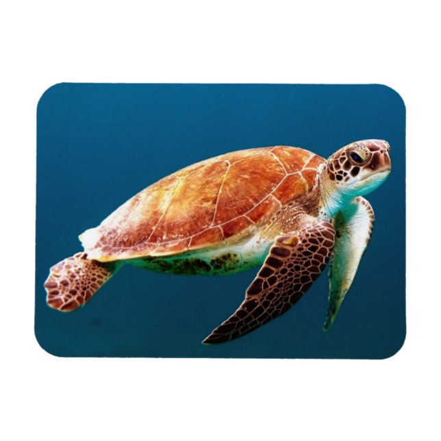 Beautiful Green Sea Turtle Magnet (Horizontal)
