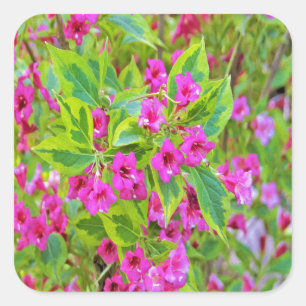 Beautiful Green Weigela with Crimson Flowers Square Sticker