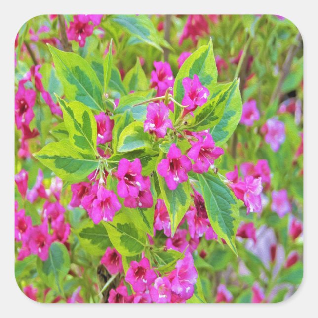 Beautiful Green Weigela with Crimson Flowers Square Sticker (Front)