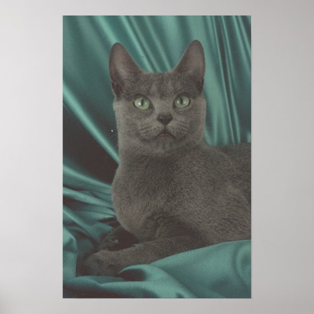 Beautiful Grey Cat Picture Poster (Front)