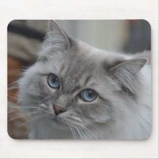 Beautiful Grey Cat with Blue Eyes Mouse Pad