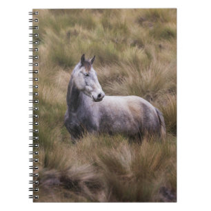 Beautiful Grey Coloured Horse Notebook