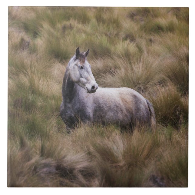Beautiful Grey Coloured Horse Tile (Front)