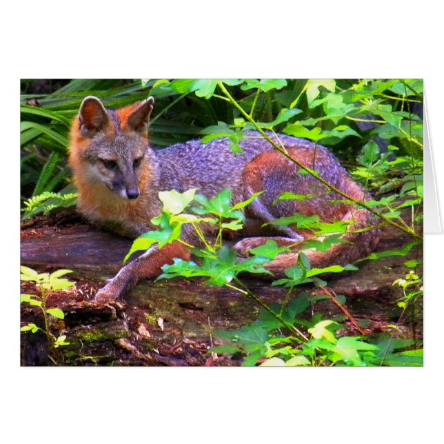 Beautiful Grey Fox (Front Horizontal)