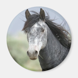 Beautiful grey horse magnet
