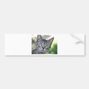 Beautiful Grey Kitten with stunning eyes Bumper Sticker