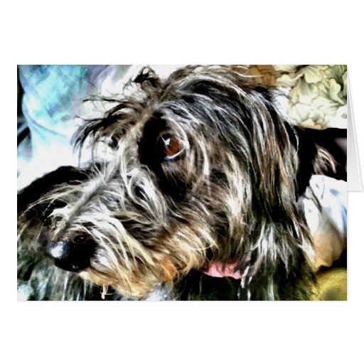 Image of Beautiful grey lurcher