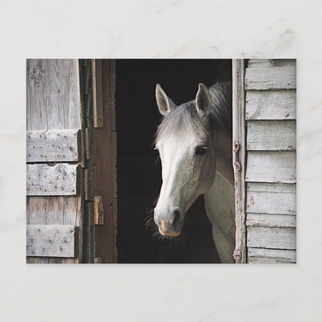 Beautiful Grey Mare Horse Postcard (Front)