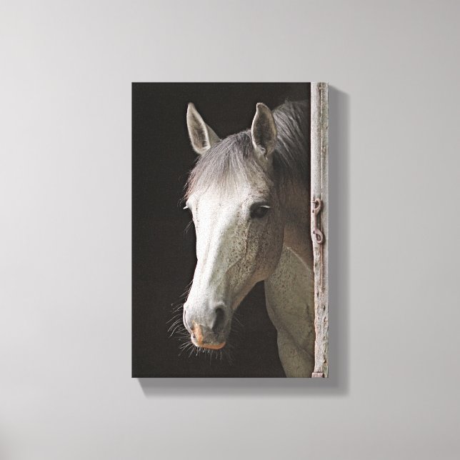 Beautiful Grey Mare HORSES Canvas Print (Front)
