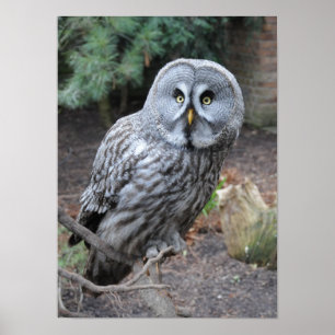 Beautiful grey owl poster