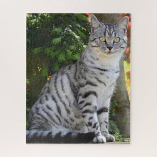 Beautiful Grey Tabby Cat Jigsaw Puzzle