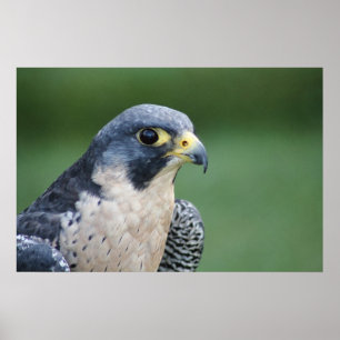 Beautiful grey-white Pelegrine Falcon Poster