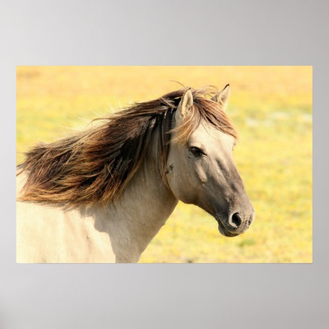 Beautiful grey wild horse poster (Front)