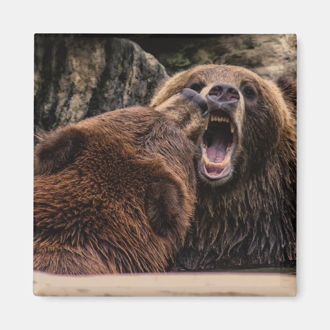 Beautiful Grizzly Bears Magnet (Front)