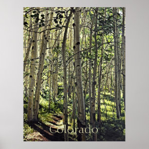 Beautiful Grove of Aspen Trees in Crested Butte Po Poster