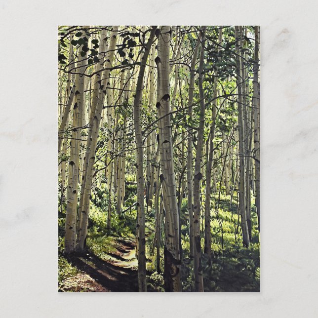 Beautiful Grove of Aspen Trees in Crested Butte Postcard (Front)