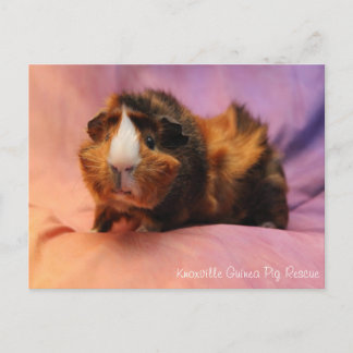 Beautiful Guinea Pig Postcard