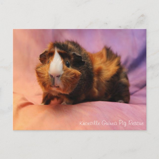 Beautiful Guinea Pig Postcard (Front)