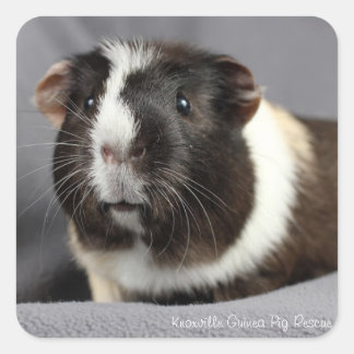 Beautiful Guinea Pig Stickers