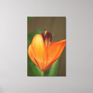 Beautiful half blooming golden tiger lily canvas print