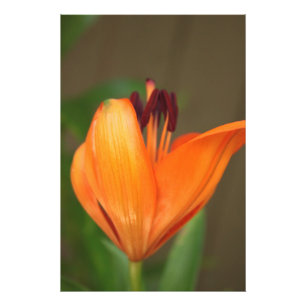 Beautiful half blooming golden tiger lily photo print