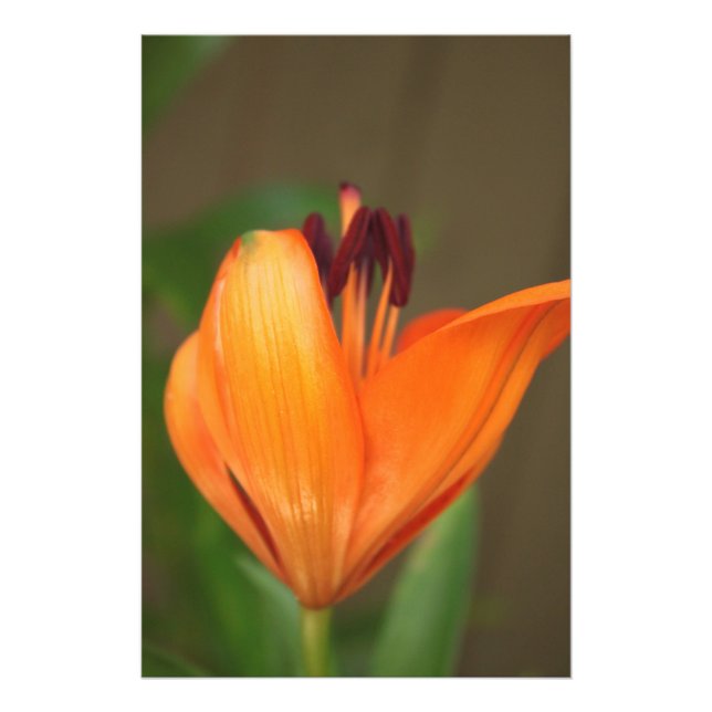 Beautiful half blooming golden tiger lily photo print (Front)