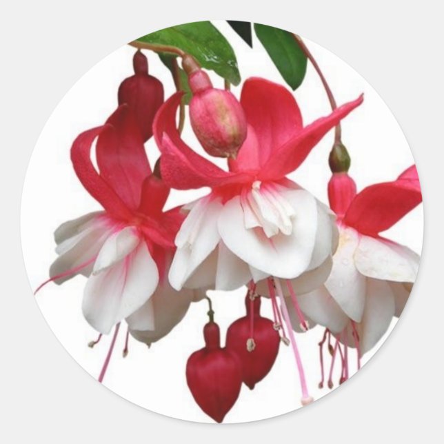 Beautiful hanging fuchsia plant classic round sticker (Front)