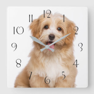 Beautiful happy reddish havanese puppy sitting square wall clock
