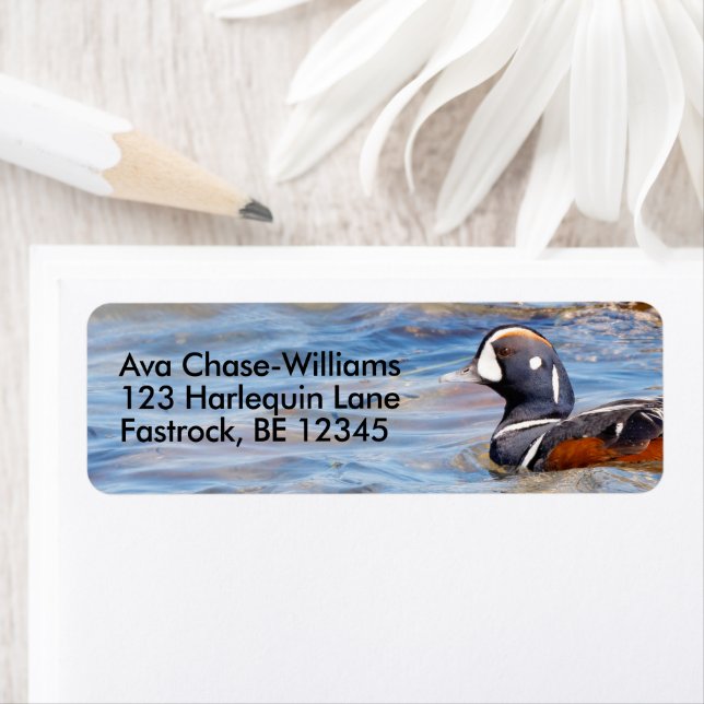 Beautiful Harlequin Duck on the Rock (Insitu)