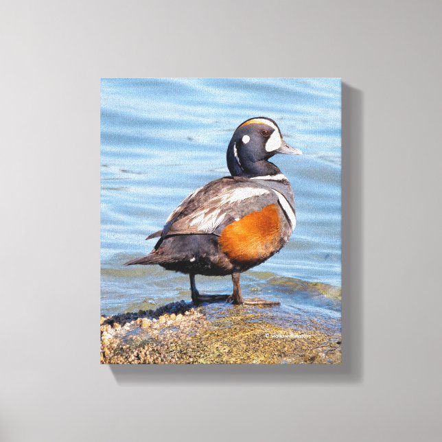 Beautiful Harlequin Duck on the Rock Canvas Print (Front)