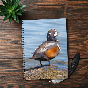Beautiful Harlequin Duck on the Rock Notebook