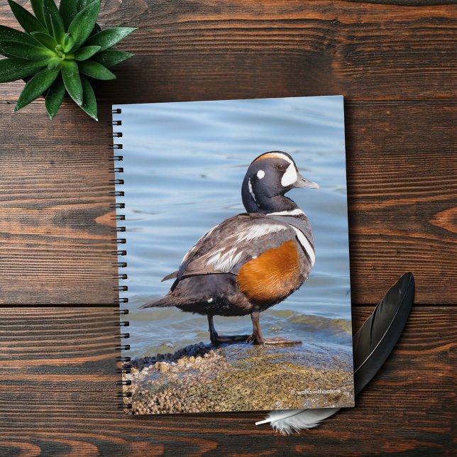 Beautiful Harlequin Duck on the Rock Notebook (Beautiful Harlequin Duck at the Beach Journal Cover Photo)
