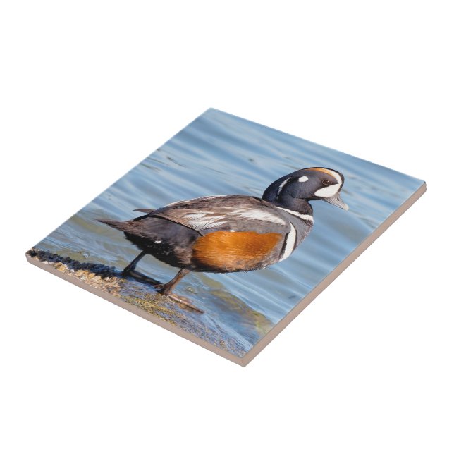 Beautiful Harlequin Duck on the Rock Tile (Side)