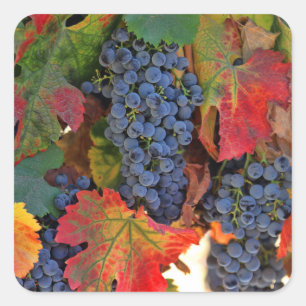 Beautiful Harvest Wine Grape Stickers