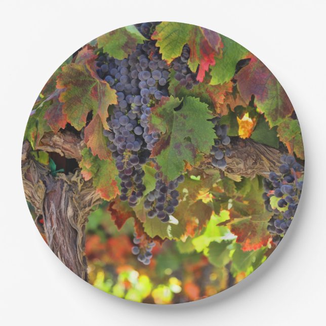 Beautiful Harvest Wine Vineyard Picnic Paper Plate (Front)