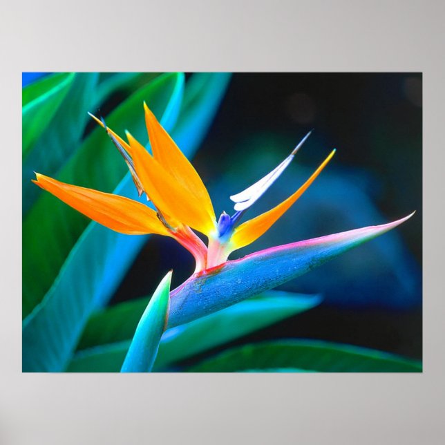 Beautiful Hawaii Bird of Paradise Poster (Front)