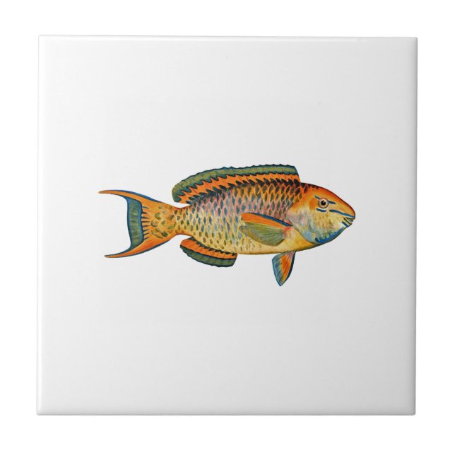 Beautiful Hawaiian Fish - Regal Parrotfish Tile (Front)