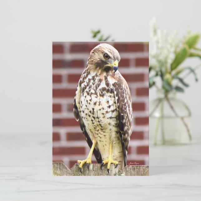 Beautiful Hawk note card print (Standing Front)