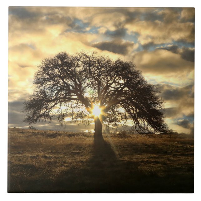 Beautiful Heritage Oak Tree after Storm Tile (Front)
